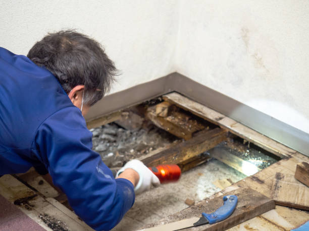 Best Residential Mold Removal  in Duson, LA