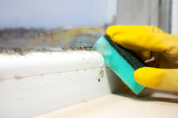 Best Mold Remediation  in Duson, LA