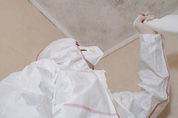 Best Mold Removal and Inspection  in Duson, LA
