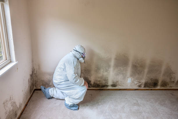 Best Toxic Mold Removal  in Duson, LA