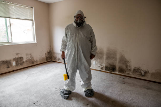 Home Mold Removal in Duson, LA