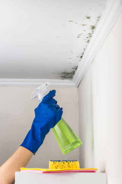 Best Attic Mold Removal  in Duson, LA