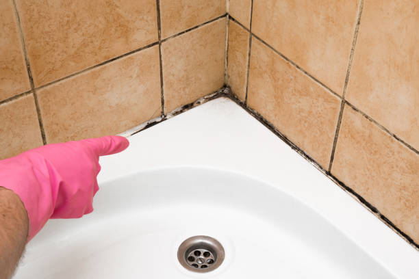 Best Office Mold Removal Services  in Duson, LA